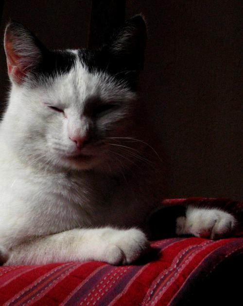 Pepito le chat