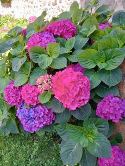 Fleurs !