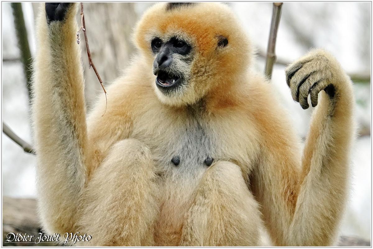 Gibbon à Favoris Blancs (1) - Nomascus leucogenys