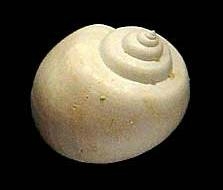 Fossile natica13
