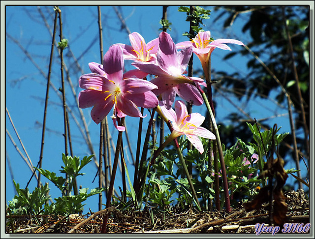 Blog de images-du-pays-des-ours : Images du Pays des Ours (et d'ailleurs ...), Traversée des collines entre Nagarkot et Katmandou: Pink rain lily (Zephyranthes carinata) - Népal