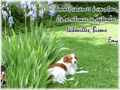 Ce sont les vacances, non à l'abandon de nos animaux !!