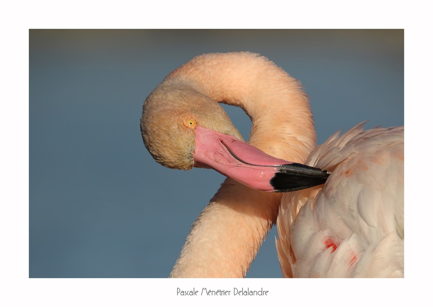 Flamants roses du Méjean