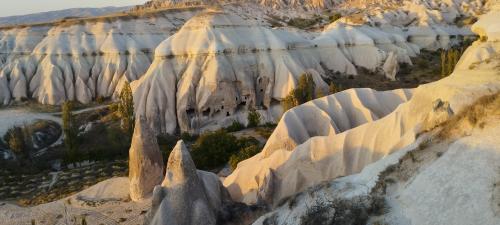 Retournons voir si la Rose...