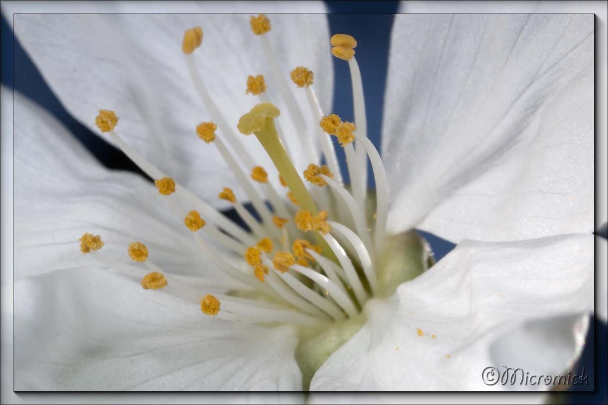 Cerisier Bigarreau Burlat