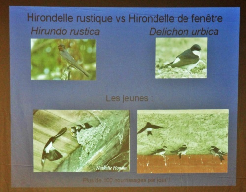 Une conférence de la LPO à Marcenay...
