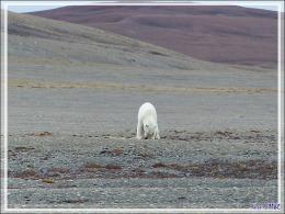 Dernière série avec cet ours on ne peut plus photogénique ! (Polar bear) - Creswell Bay - Somerset Island - Nunavut - Canada