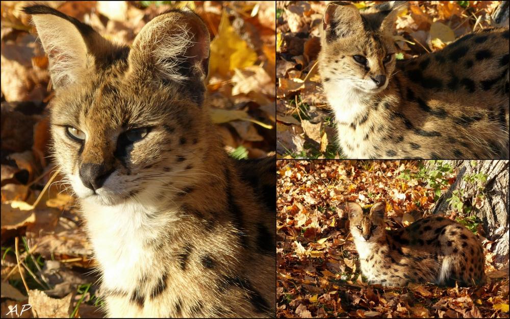 Le zoo avant sa fermeture annuelle