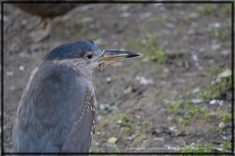 Ménagerie du Jardin des Plantes : Héron Bihoreau Gris