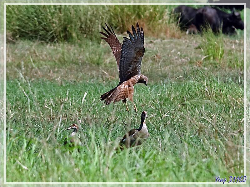 L'attaque d'un Busard grenouillard (Circus ranivorus) sur un autre oiseau (cormoran ?) - Safari nautique - Parc National de Chobe - Botswana