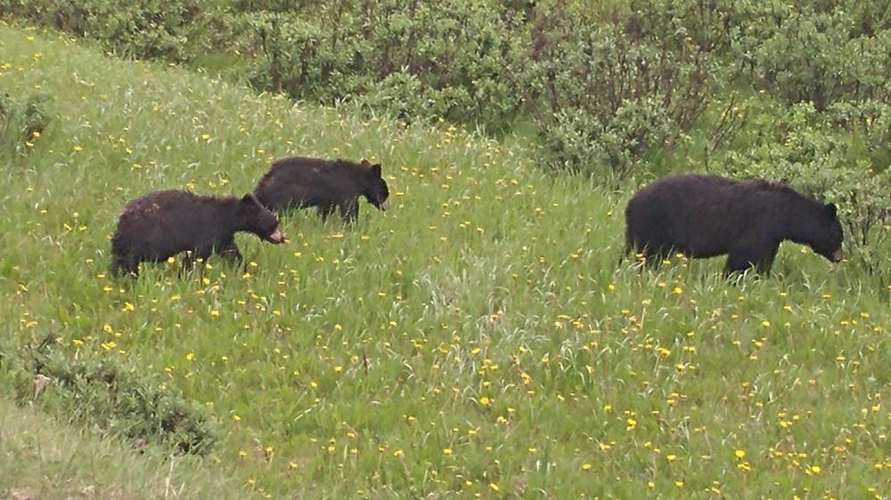 2019 summer vacation: Day twelve - From Edmonton to Jasper