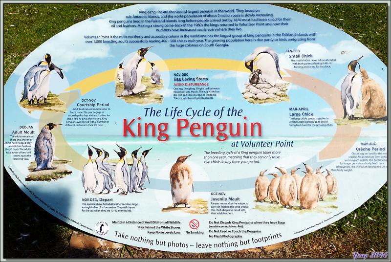 La vie des  Manchots Royaux de Volunteer Point - Falkland Islands, Iles Malouines, Islas Malvinas