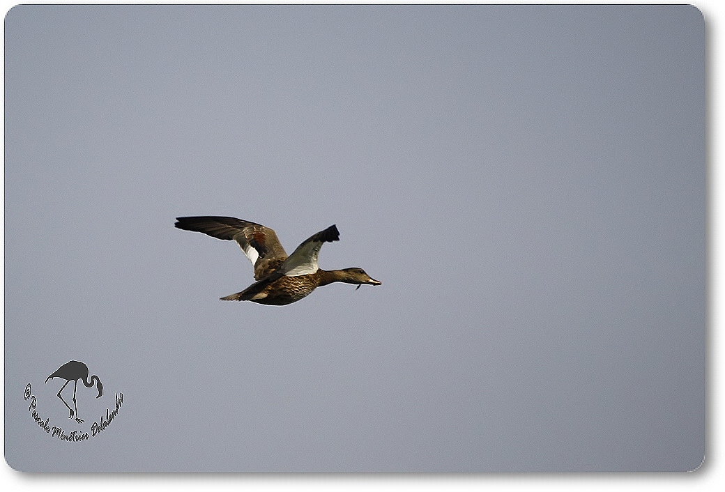 Vol d'un Colvert femelle...