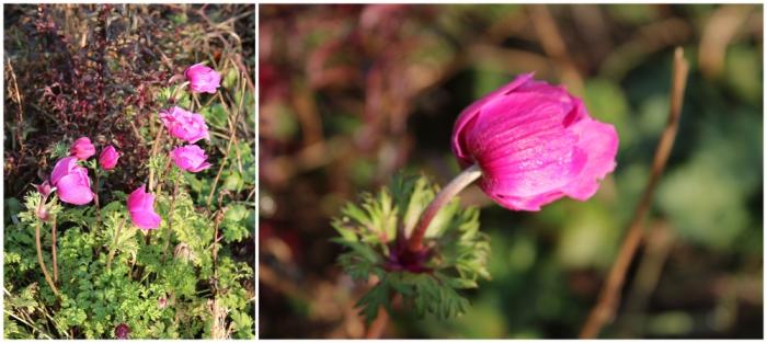 Tour de jardin incroyable ce 11 janvier 2014