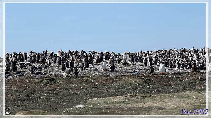 Colonie de Manchots papous, Gentoo Penguin (Pygoscelis papua) - Saunders Island - Falkland (Malvinas, Malouines) - Grande-Bretagne