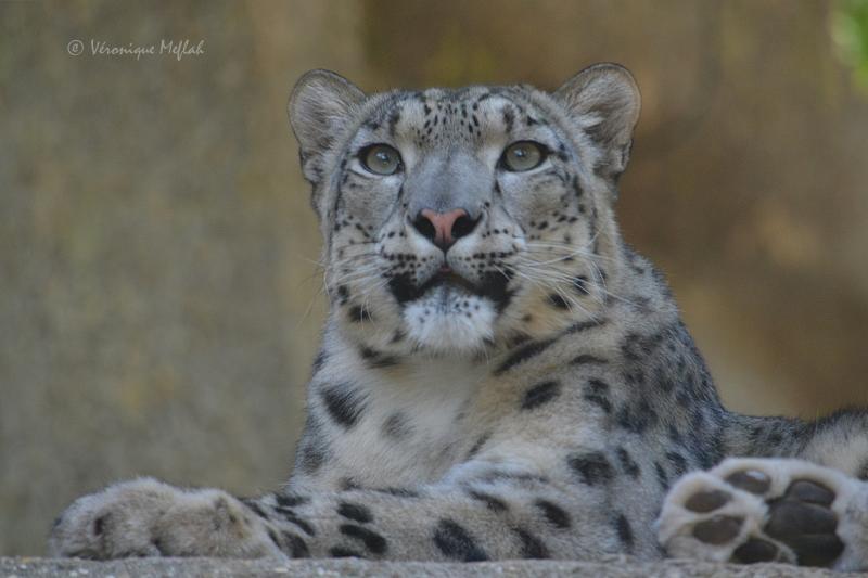 La Ménagerie du Jardin des Plantes : Karu et sa nouvelle compagne