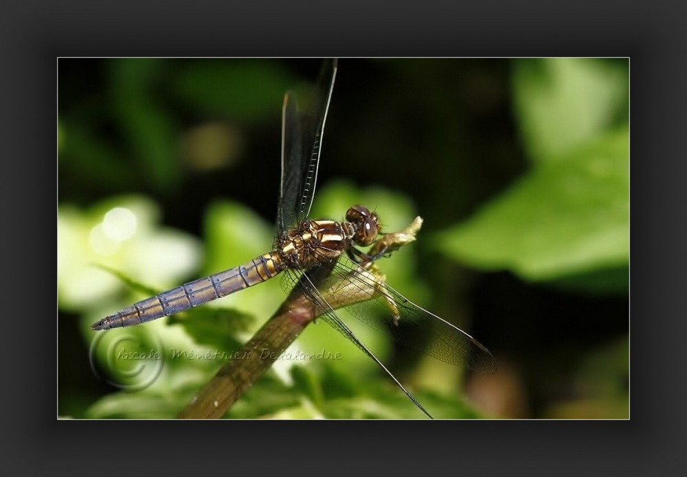 Orthétrum bleuissant (Orthetrum coerulescens) mâle...