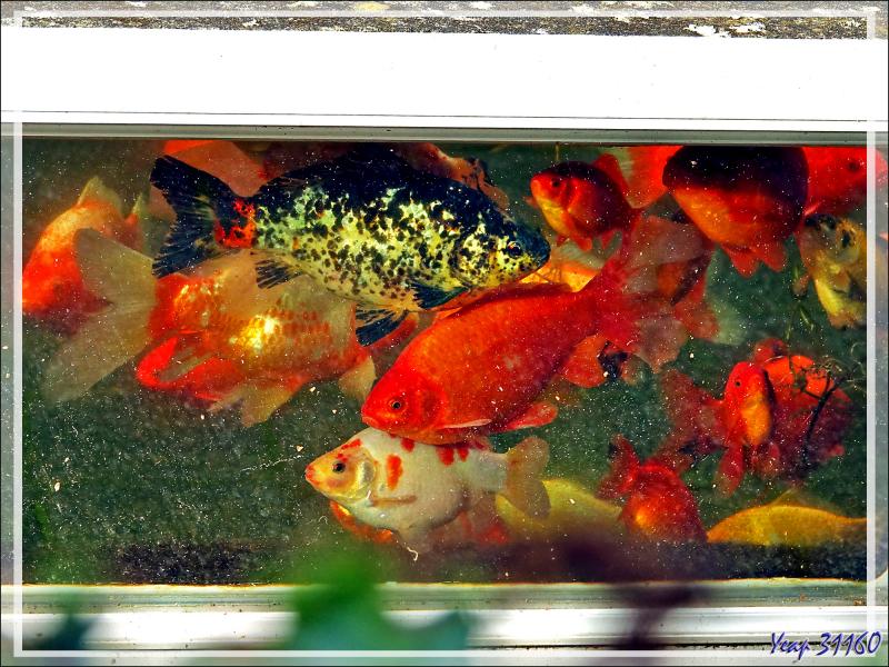 Mon aquarium de 4000 litres et quelques-uns de ses 70 habitants qui prennent le soleil derrière le hublot