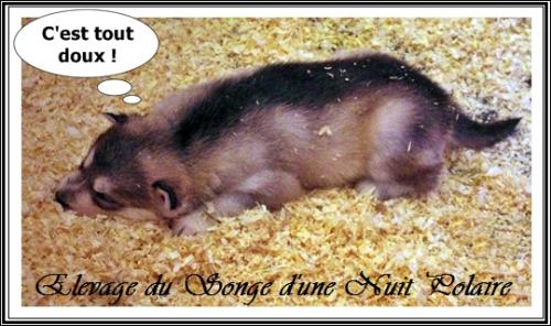 Portée d'Irwen (5 janvier 2015)