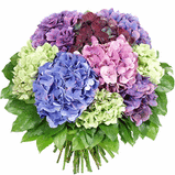 Bouturez l'hortensia ....