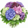 Bouturez l'hortensia ....
