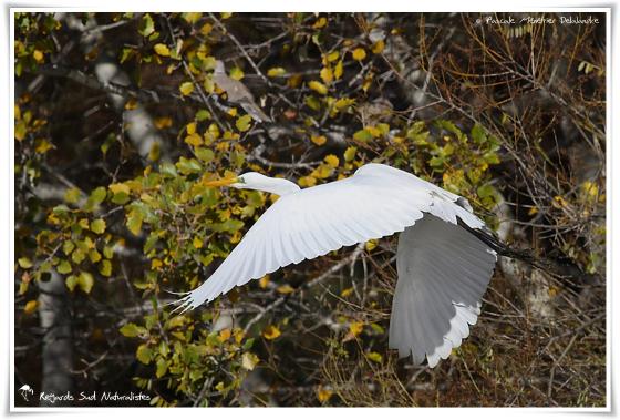 Grande Aigrette