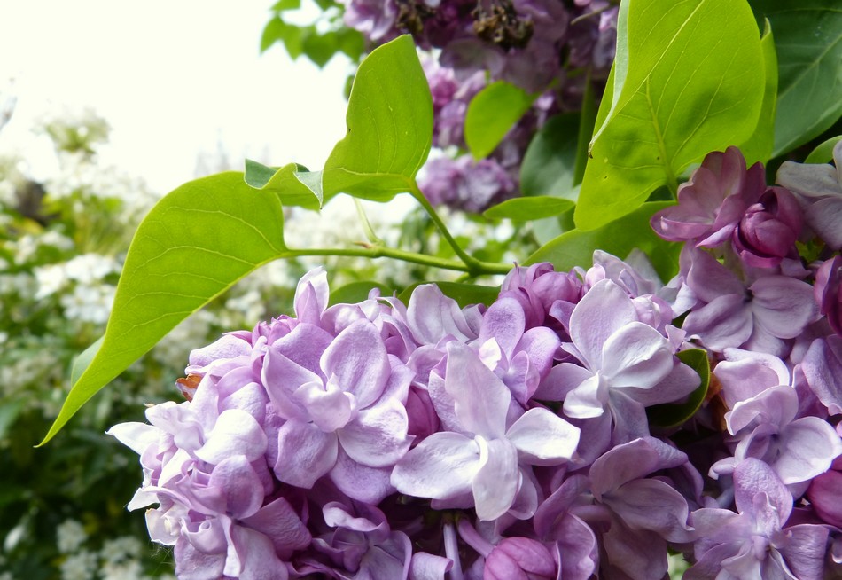 Mes dernières fleurs d'avril
