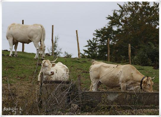Blondes d'Aquitaine