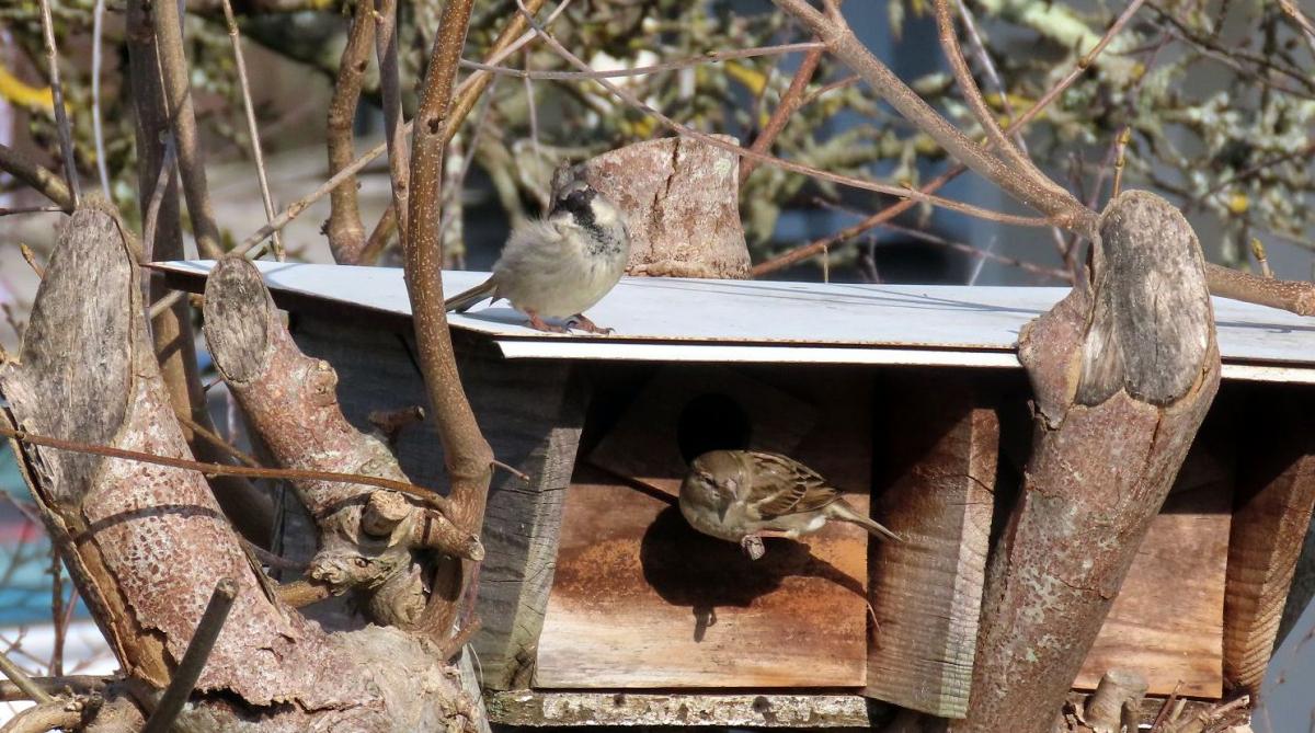 des moineaux au jardin