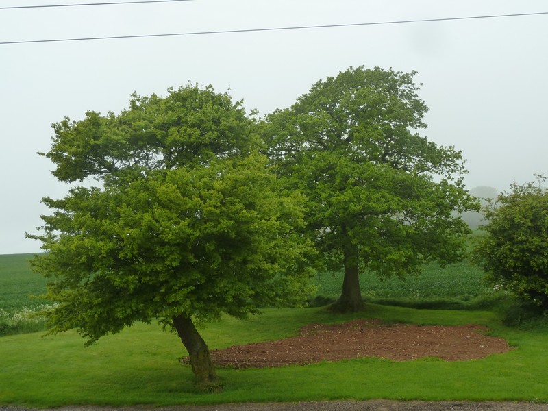 Vie d'un arbre ... 
