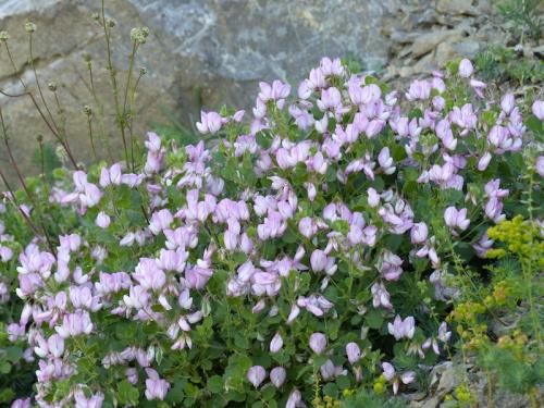 Fleurs du Champsaur (2)