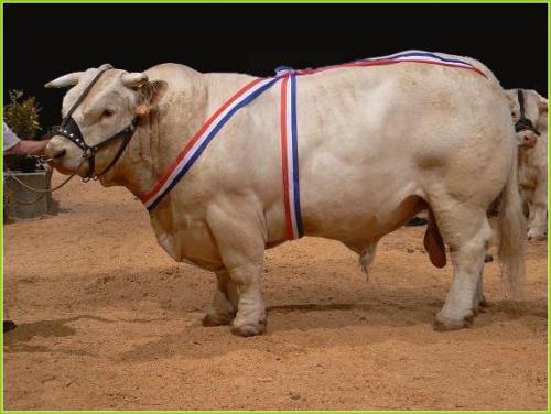 Blagounettes du mercredi ... !!!