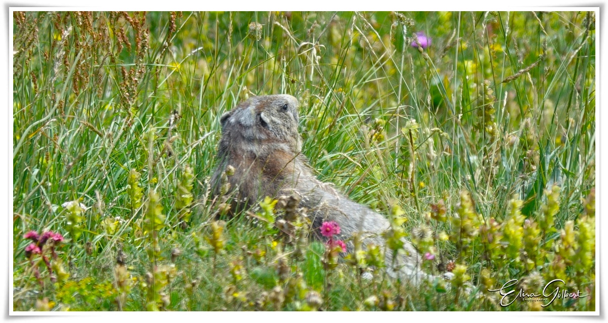 Un jour de rando .... La faune.