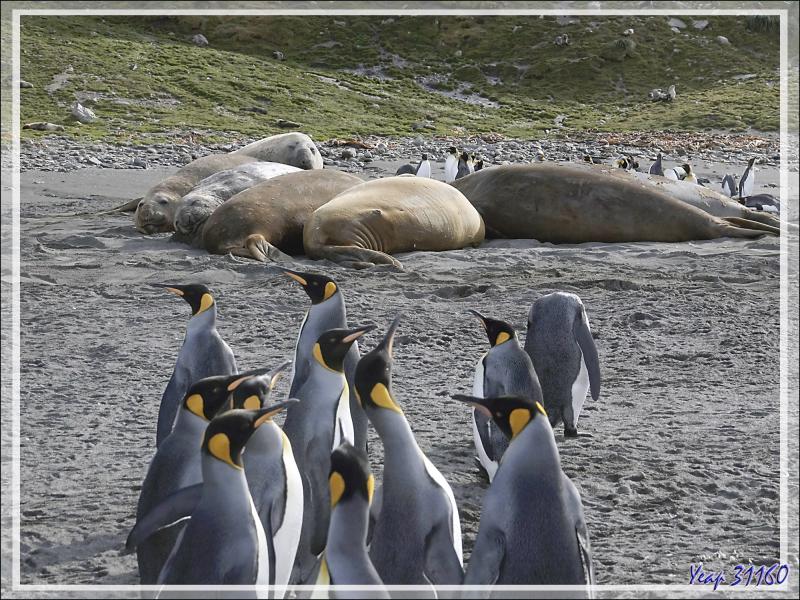 Des Manchots royaux partout, au milieu de gros rochers qui sont, en fait, des Éléphants de mer - Saint Andrews Bay - Géorgie du Sud