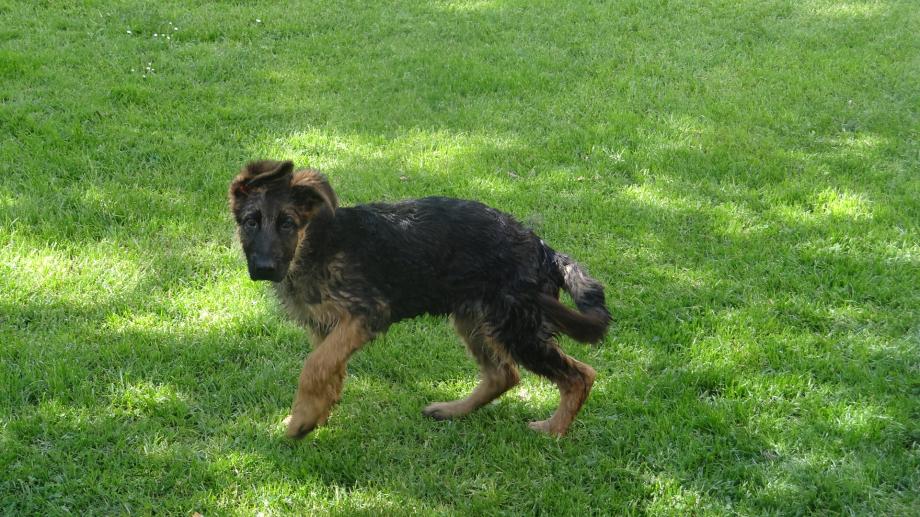 Ugo le chien qui ne parle pas français e même Allemand