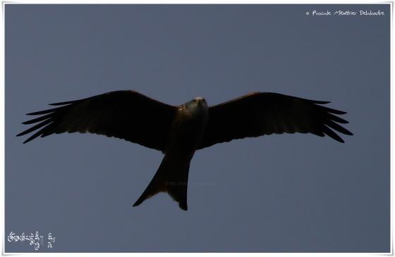 Milan noir - Milvus migrans - Black Kite