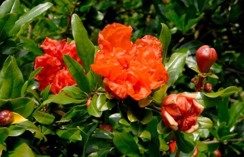 Arbre fruitier  Grenadier