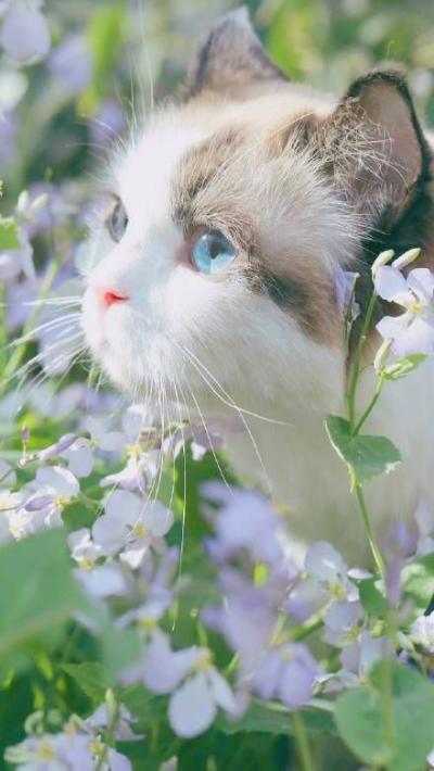 Chatons dans les fleurs