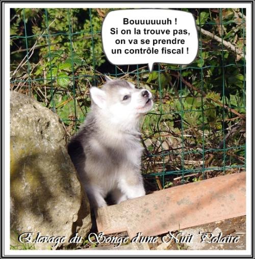 Portée de Lakmé (30 octobre 2018)