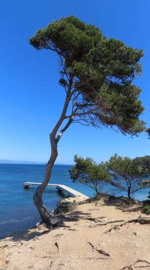 la presqu'île de Giens - 9