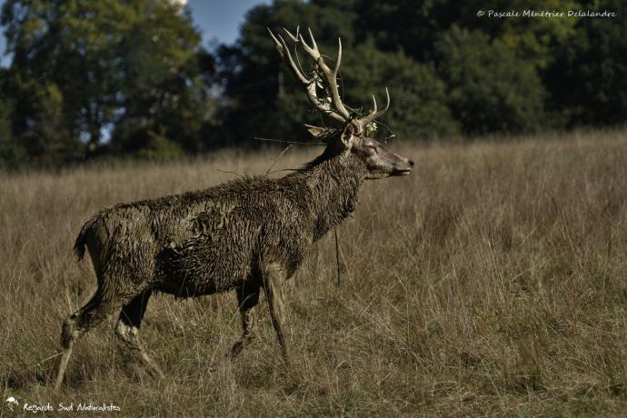 Cerf elaphe