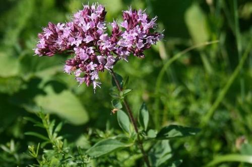 Fleurs cultivées : Marjolaine