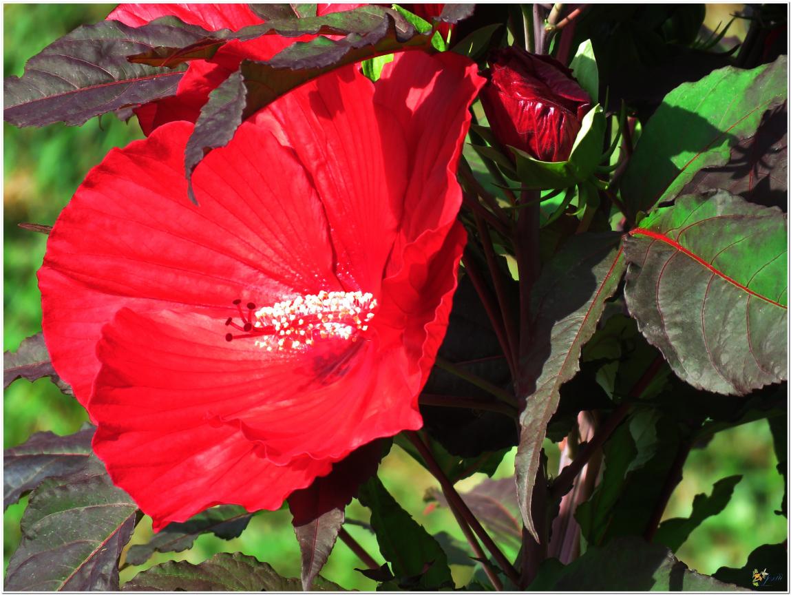 ENCORE ...Hibiscus géant rouge