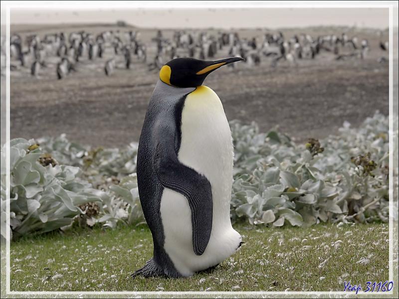 Un dernier regard sur des Manchots royaux isolés, King penguin (Aptenodytes patagonicus) - The Neck (Le Détroit) - Saunders Island - Falkland (Malvinas, Malouines) - Grande-Bretagne