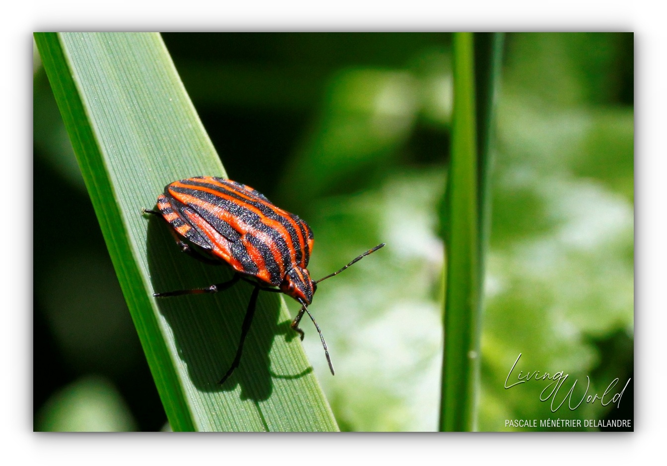 Petit peuple de l'herbe...