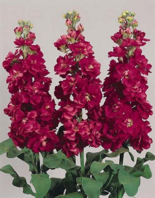 Fleurs sauvages et cultivées : Giroflée