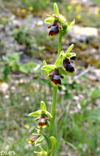 Ophrys aymoninii  -  ophrys d'Aymonin*