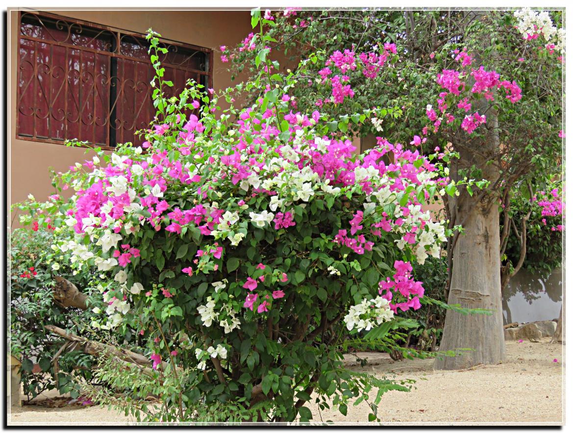 VILLA  ET  JARDIN  AU  SENEGAL 2019