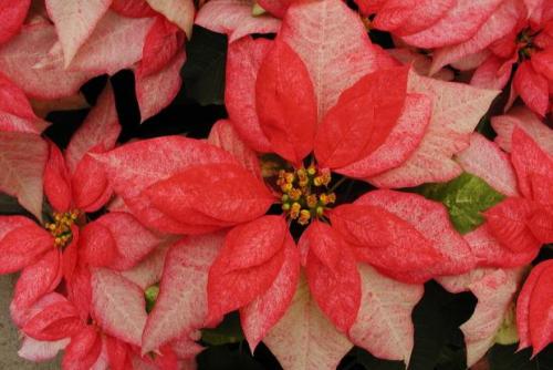 Fleurs cultivées : Poinsettia