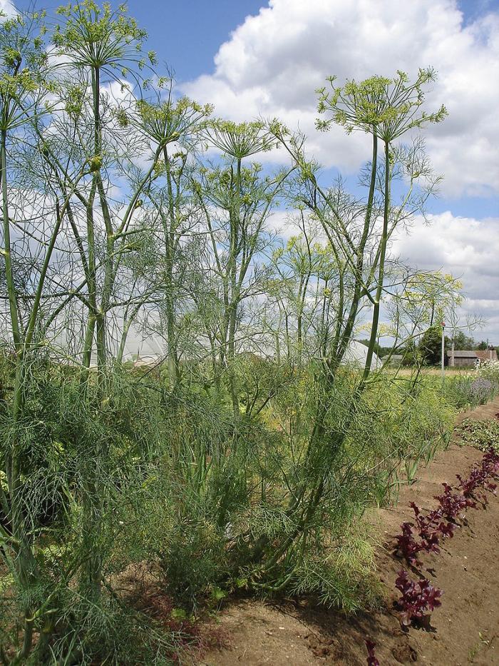 Plantes aromatiques  1ère partie